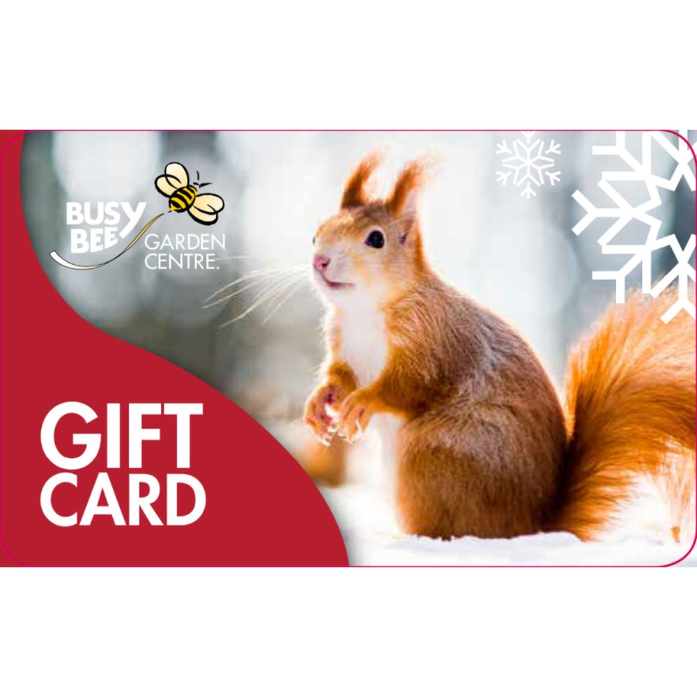Gift Card Winter Squirrel